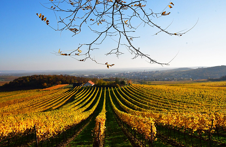 Weinberge im goldenen Sonnenlicht.