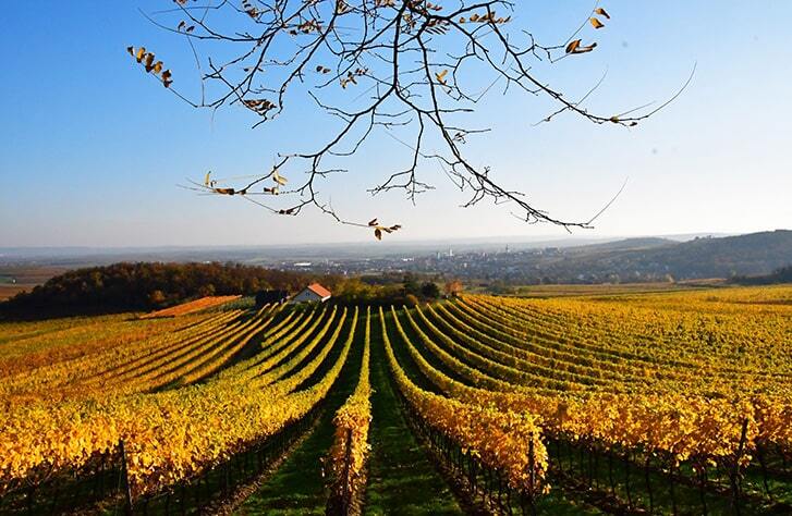 Weinberge im goldenen Sonnenlicht.